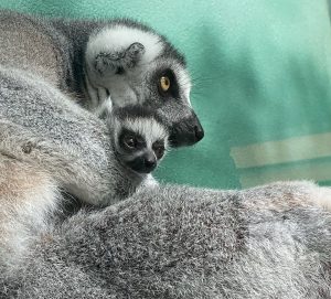 Baby ring-tailed lemur and mother