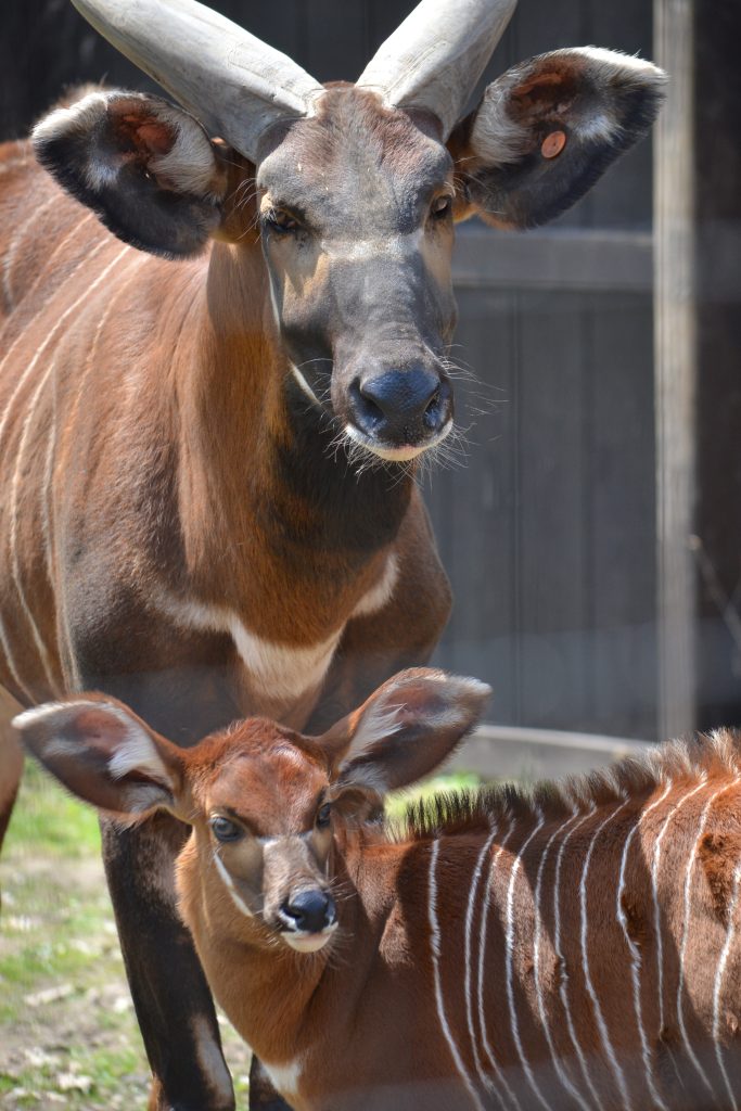 A photo of an Eastern Bongo looking at the camera with a Bongo calf in front.