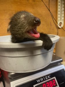 Bintlet being weighed