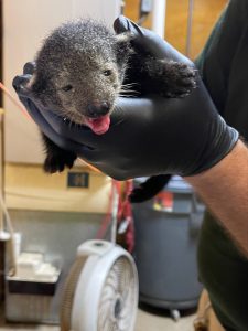 Bintlet held in zookeepers hand