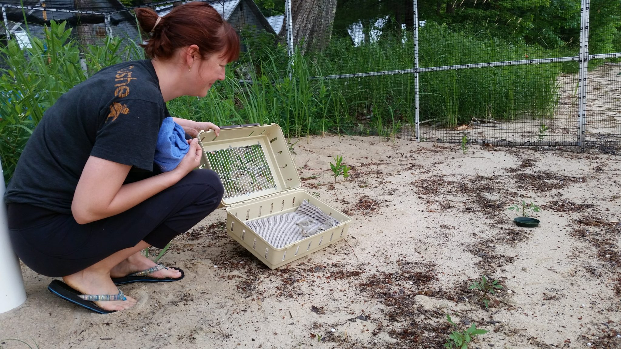 Potter Park Zoo Team Assists in Conservation of the Piping Plover