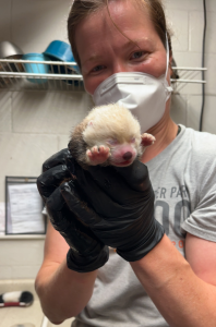 Red panda cub held by zookeeper