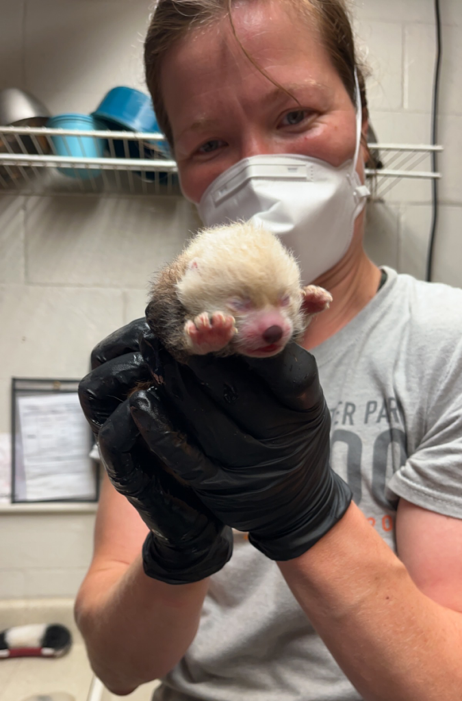 baby red panda potter park zoo