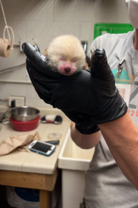 Red panda cub being held in zookeepers hands