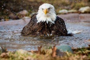 Bald Eagle bathing in water