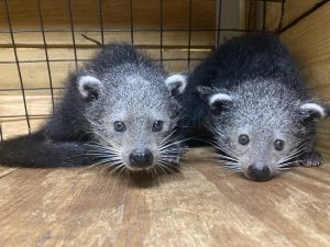 baby binturong