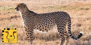 Action for Cheetahs logo