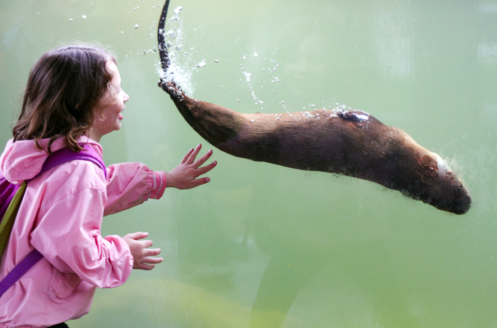 a young girl looking through glass at an otter swimming underwater.