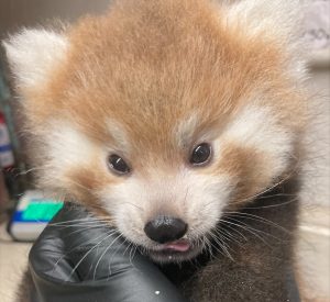 red panda cubs with mom