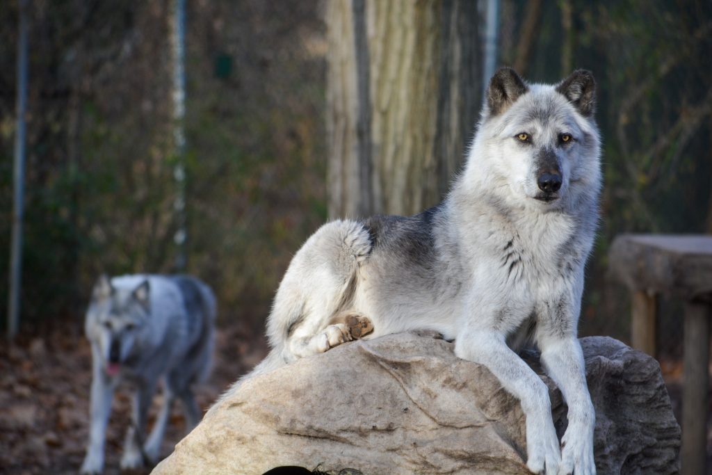 Tikanni and Kamots (Wolf Brothers) staring at camera