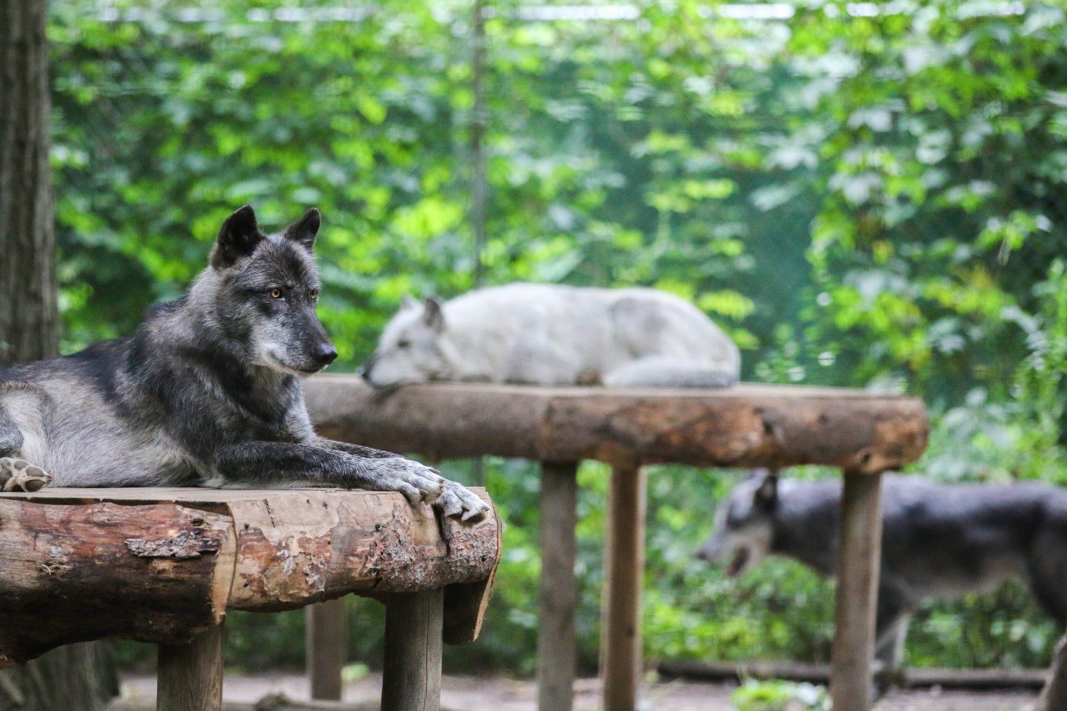 Potter Park Zoo’s Wolves Relocate Potter Park Zoo