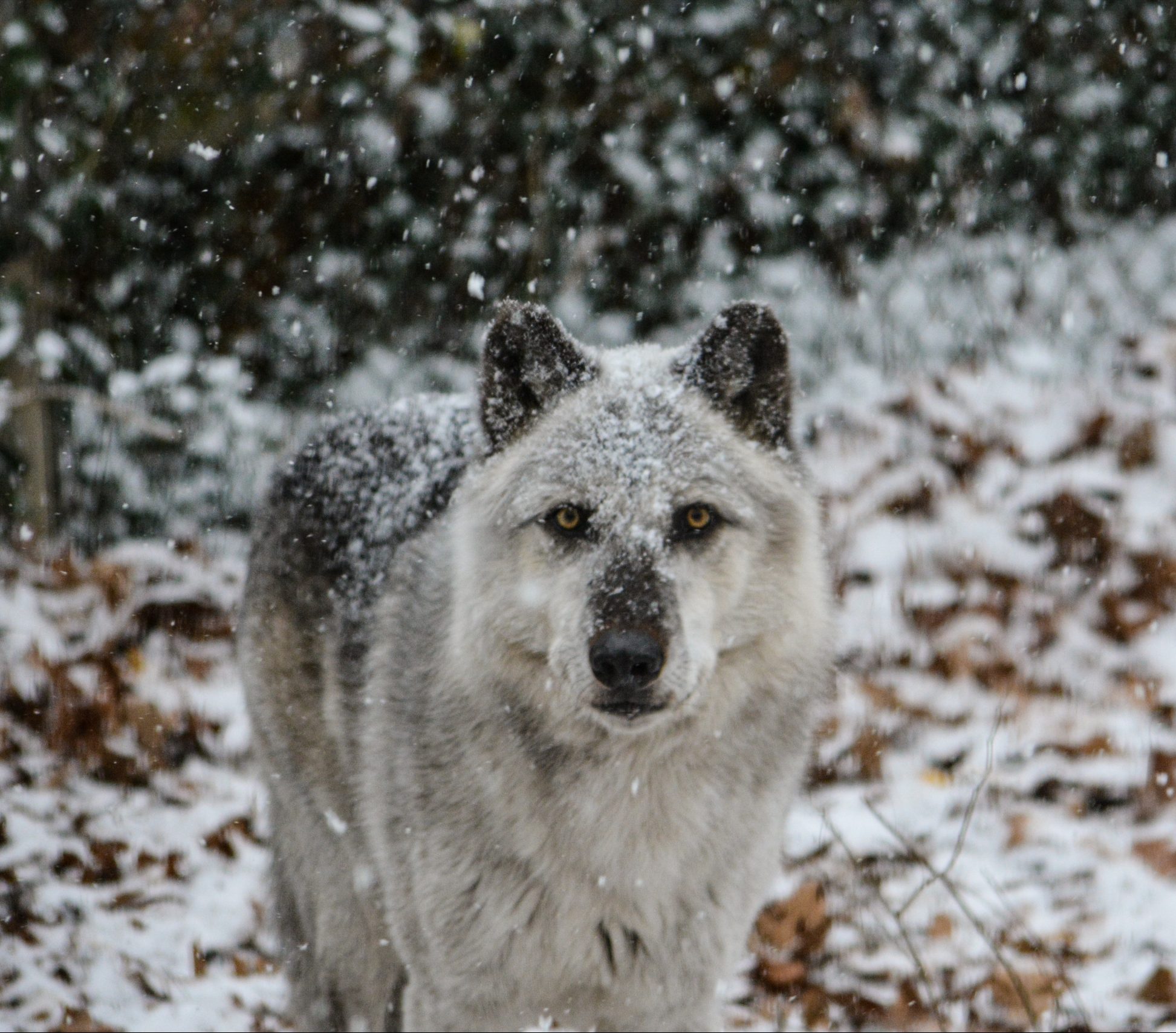 Potter Park Zoo’s Wolves Relocate Potter Park Zoo