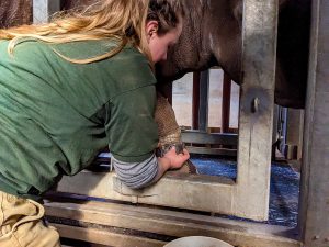 Zookeeper Jazzmin, places "Fitbit" device around black rhinos ankle. 