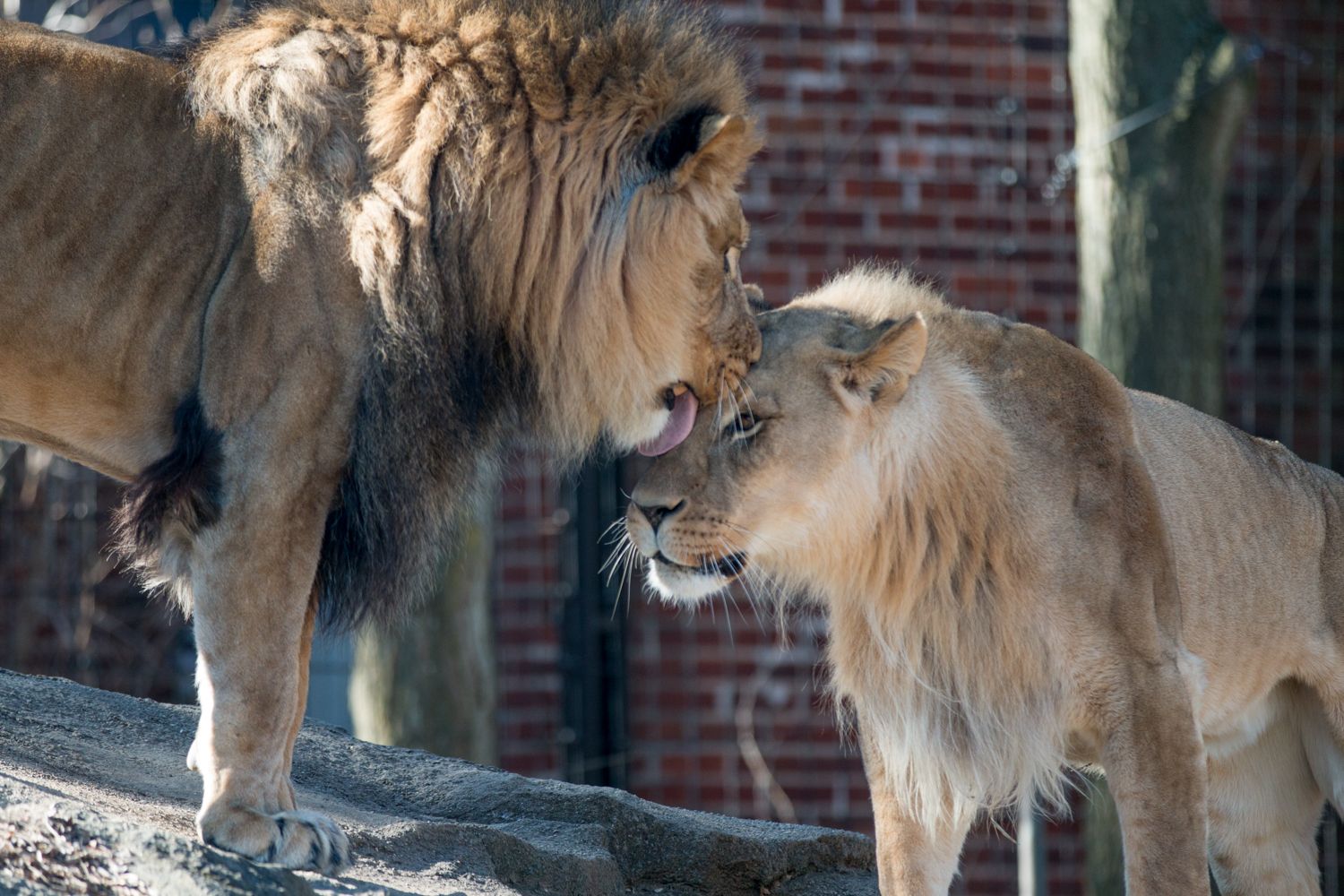 African Lion Ulana Passes Away at Age 19 | Potter Park Zoo