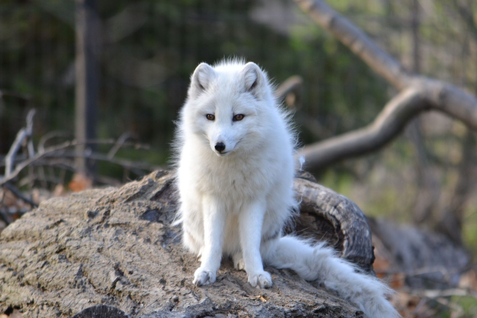 Arctic Fox | Potter Park Zoo