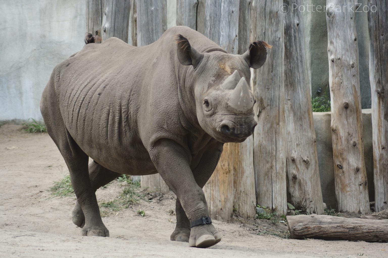 Exploring Advanced Techniques To Improve Rhino Health And Well-being 