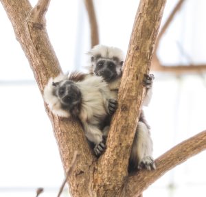 Photo of Cotton-top Tamarins in a tree.