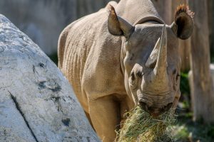 Rhino eating straw