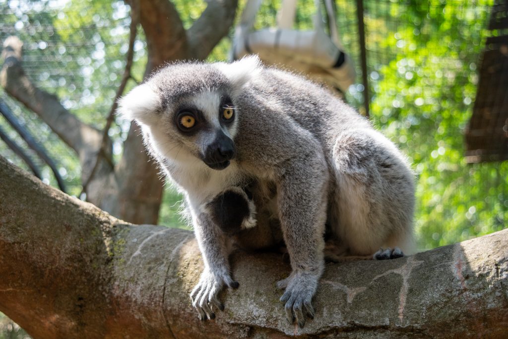 Potter Park Zoo Celebrates the Arrival of a Healthy Ring-tailed Lemur ...