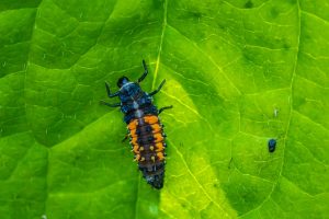 Ladybug: Tiny Heroes in Your Garden's Pest Control