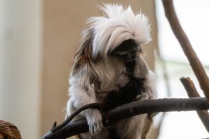 Potter Park Zoo Celebrates the Birth of a Cotton-Top Tamarin Baby