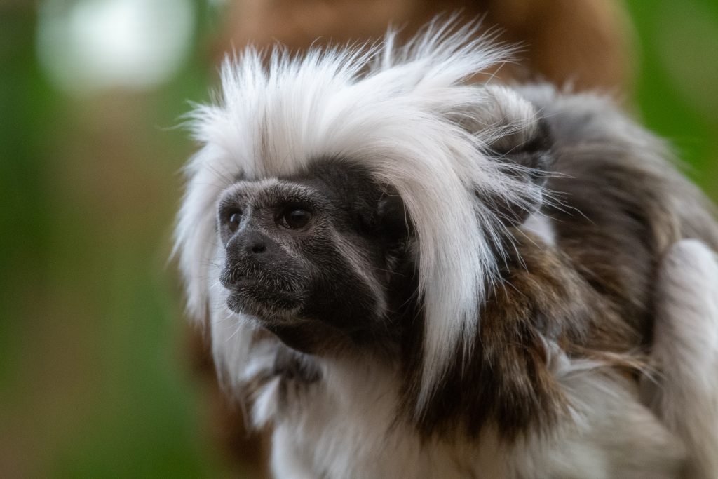 baby tamarin monkey