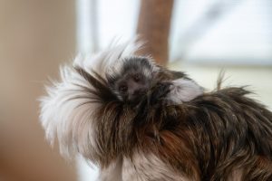 Potter Park Zoo Celebrates the Birth of a Cotton-Top Tamarin Baby