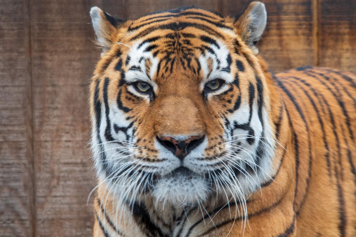 Exhibit Sponsorship Potter Park Zoo