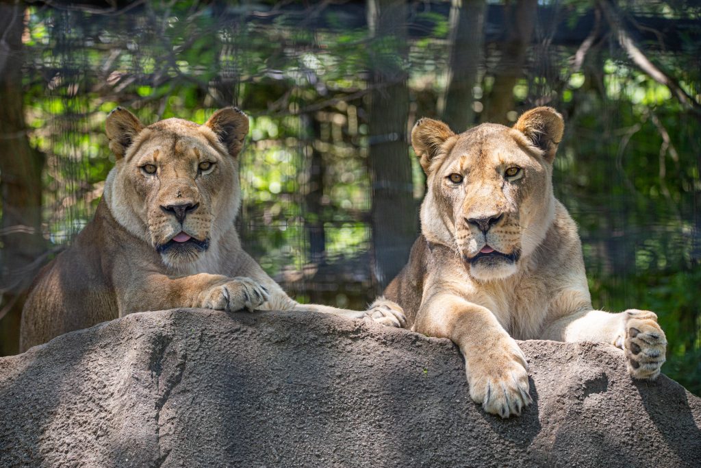 African Lion Ulana Passes Away at Age 19 | Potter Park Zoo