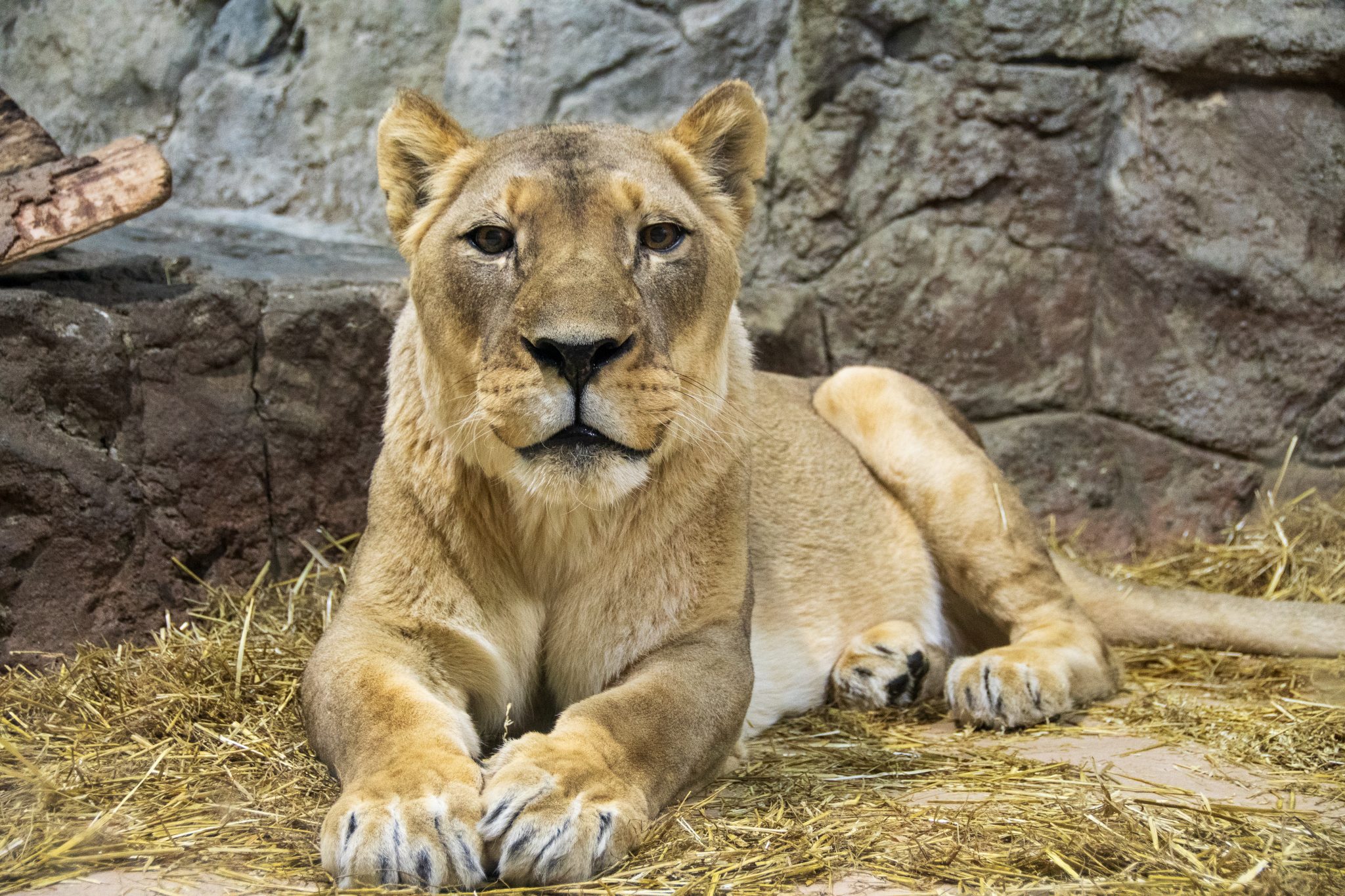 African Lion Ulana Passes Away at Age 19 | Potter Park Zoo