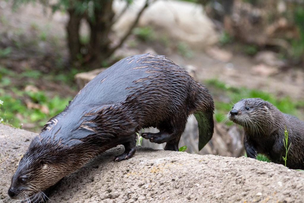 Help Name Potter Park Zoo’s Otter Pups! | Potter Park Zoo