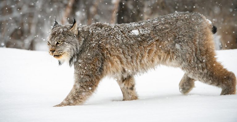 Canadian Lynx | Potter Park Zoo