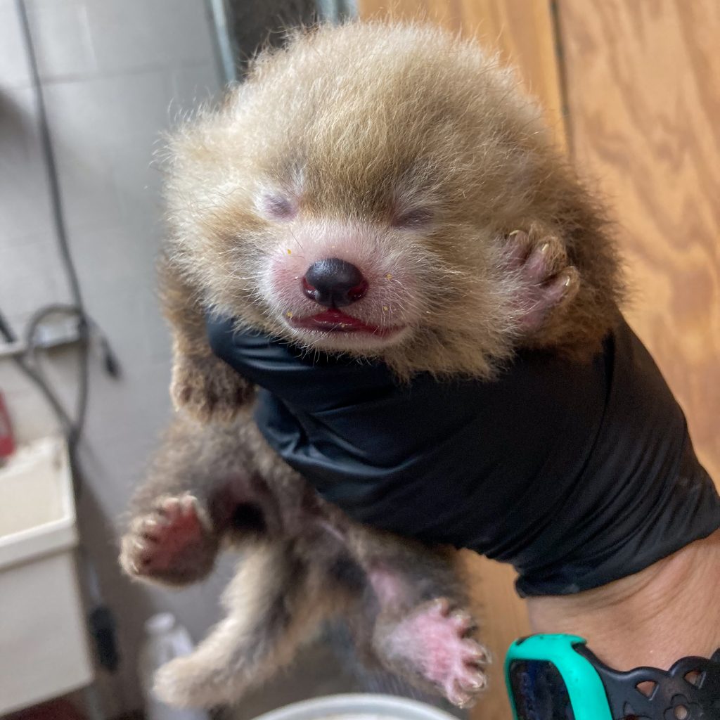 Potter Park Zoo Celebrates the Birth of a Red Panda Cub Potter Park Zoo