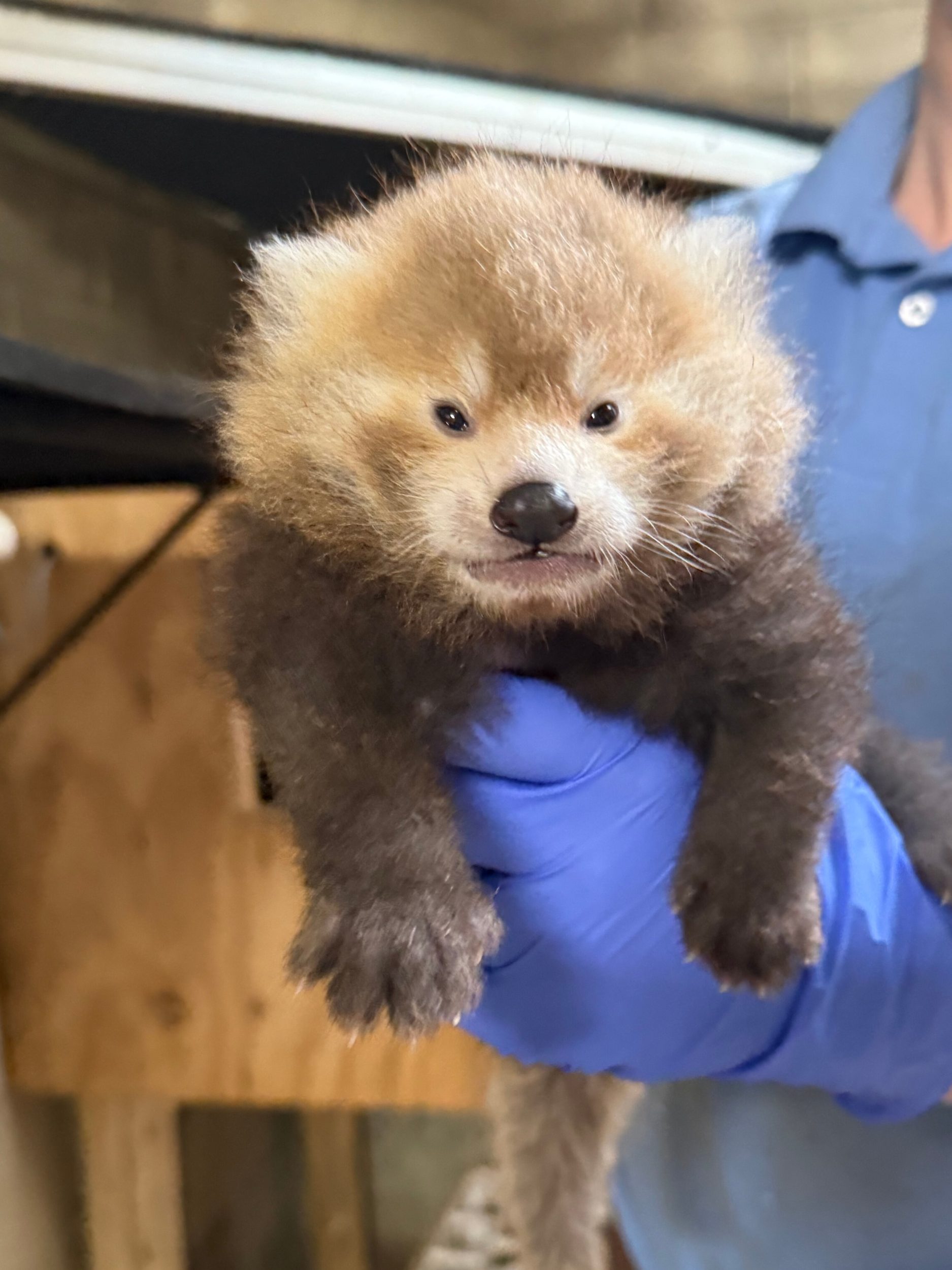 Potter Park Zoo celebrates the birth of a Red Panda cub Potter Park Zoo(00)