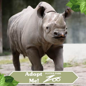 Eastern Black Rhino in habitat is available for virtual adoption.
