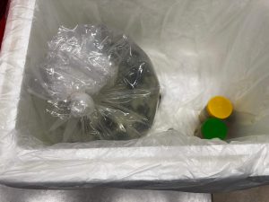 Puerto Rican Crested Toad Tadpoles 5-7 days after hatching